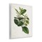 Stupell Industries Forest Nature Botanical Wall Plaque Art Design by Tina Higgins Designs, Inc.